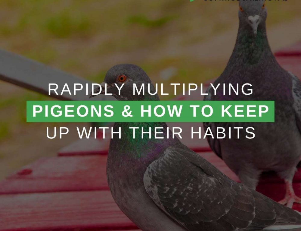 4 Humane Pigeon Control Methods to Keep Your Property Safe AZ Pigeon