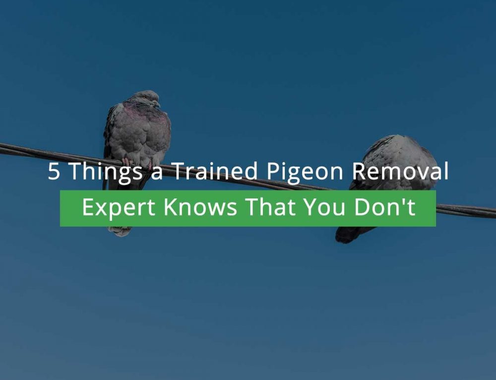 4 Humane Pigeon Control Methods to Keep Your Property Safe AZ Pigeon