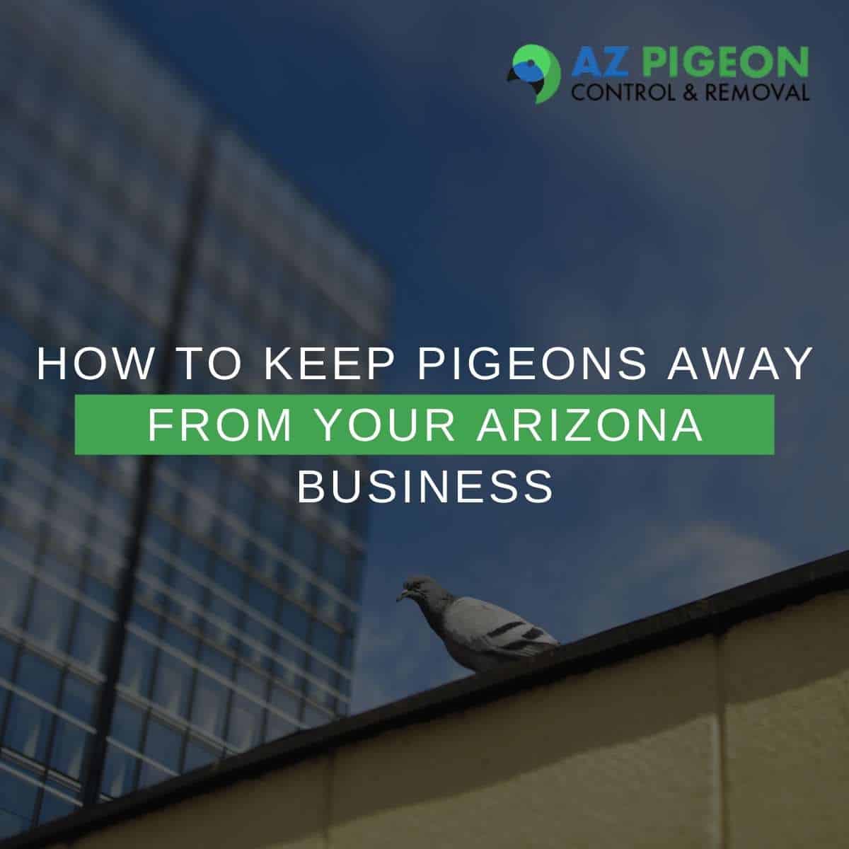 How To Keep Pigeons Away From Your Arizona Business