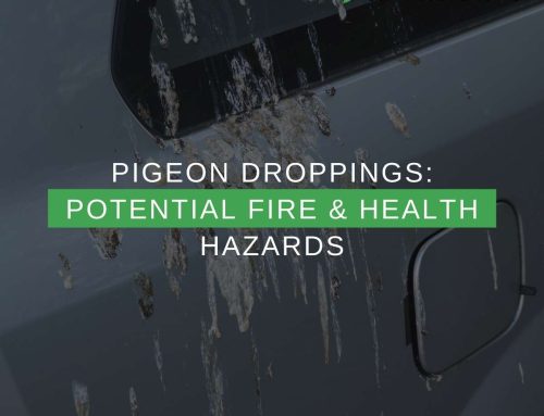 Pigeon Droppings: Potential Fire & Health Hazards