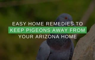 Easy Home Remedies To Keep Pigeons Away From Your Arizona Home