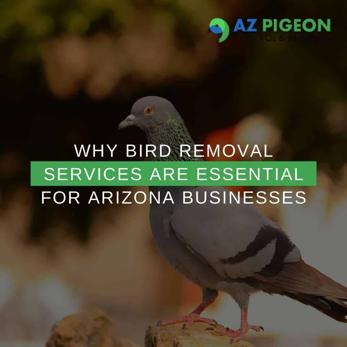Why Bird Removal Services Are Essential For Arizona Businesses