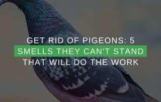 Get Rid Of Pigeons 5 Smells They Can't Stand That Will Do The Work