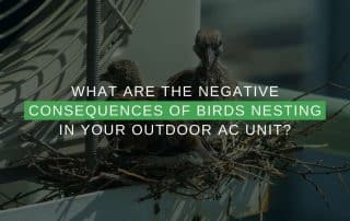 Birds in a AC Unit