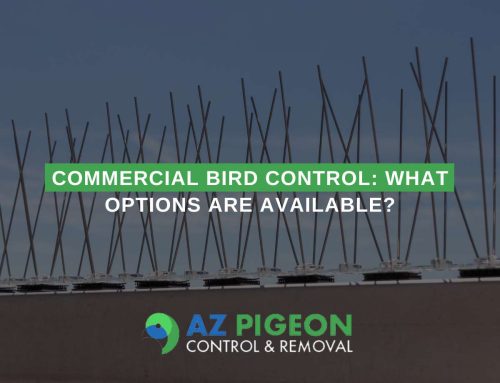 Commercial Bird Control: What Options Are Available?