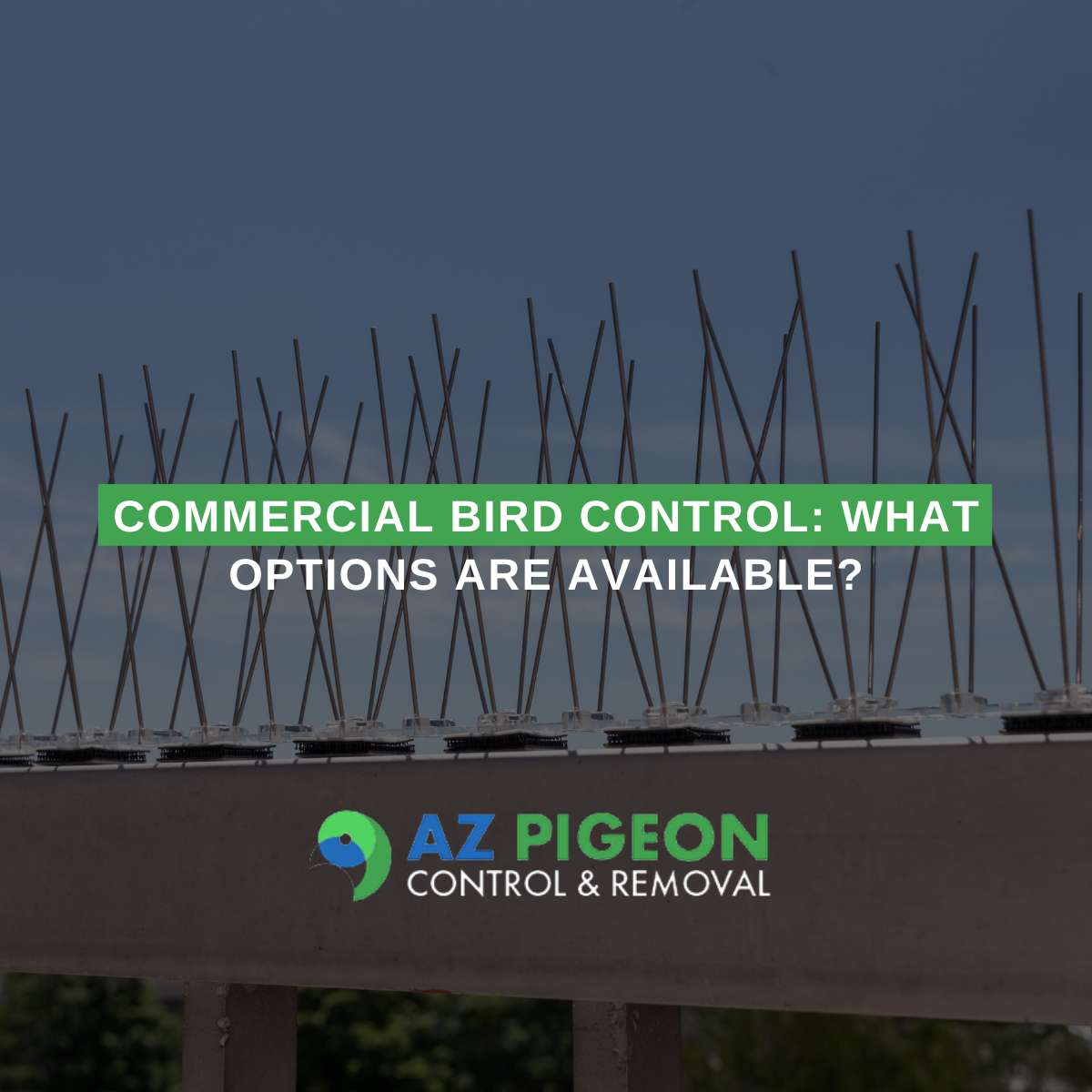 Commercial Bird Control What Options Are Available