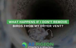 What Happens If I Don't Remove Birds From My Dryer Vent