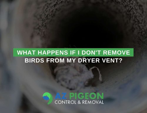 What Happens If I Don’t Remove Birds From My Dryer Vent?